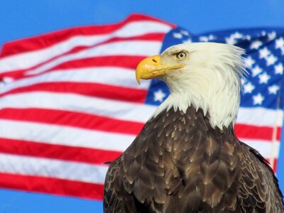 Bald eagle usa