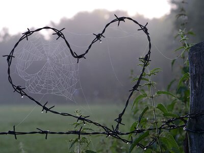 Barbed wire heart spider web