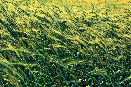Barley field