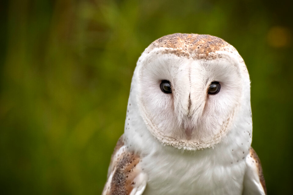 Barn owl photo