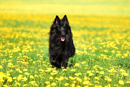 Belgian shephrd dog groenendael photo