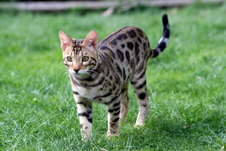 Bengal cat animal