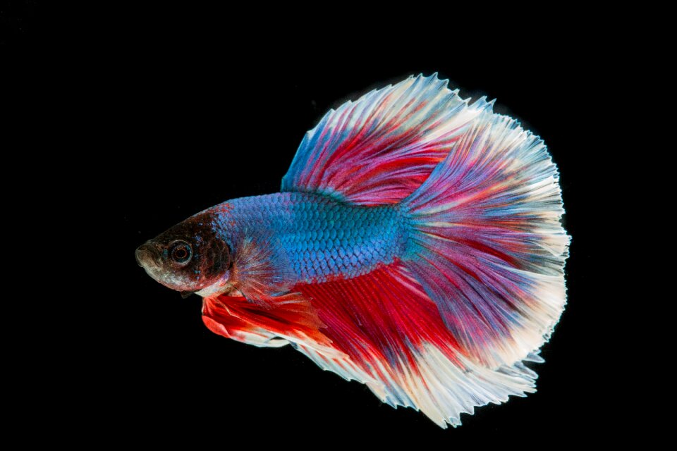 Betta siamese fighting fish