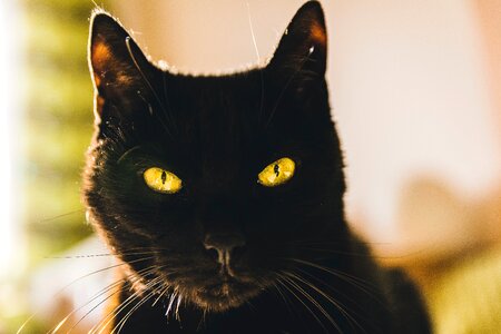 Black cat photo
