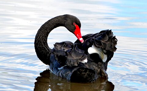 Black swan bird