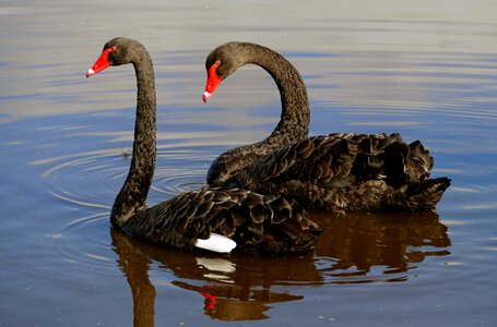Black swans