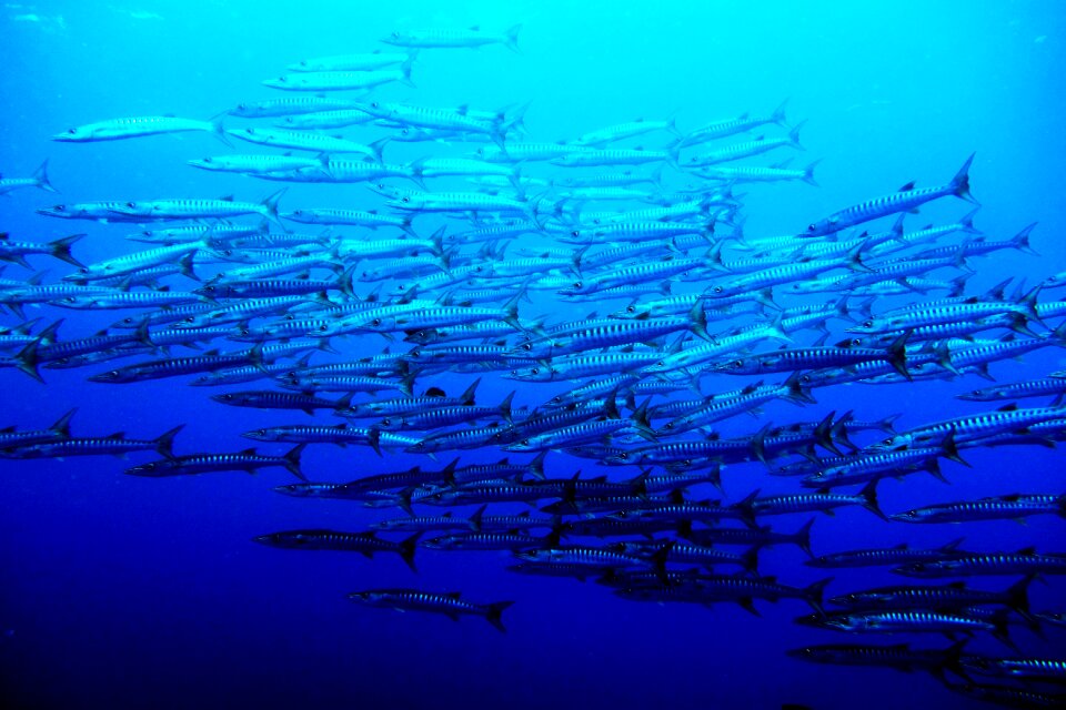 Blackfin barracuda fish