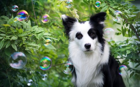 Border collie dog photo