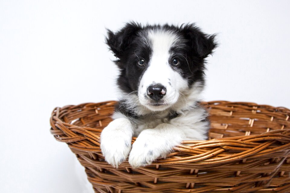 Border collie puppy dog