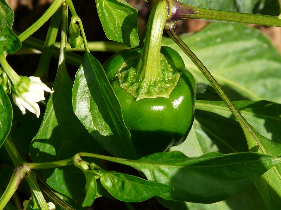 Pepper harvest plant bush
