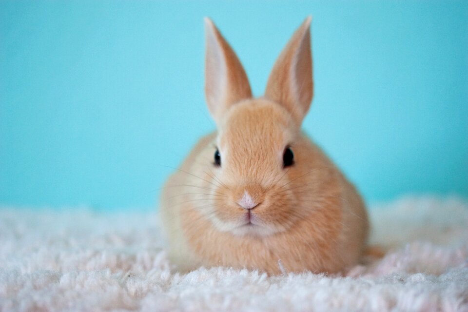 Bunny rabbit animal