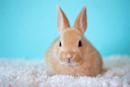Bunny rabbit animal photo
