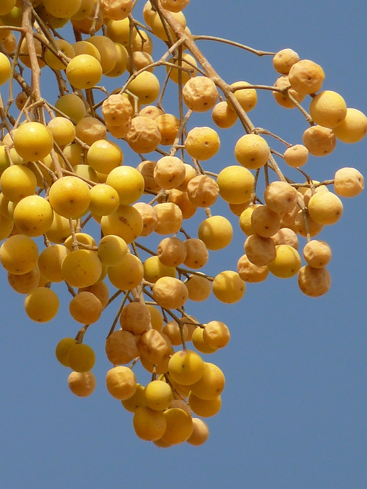 Middle east berry plant