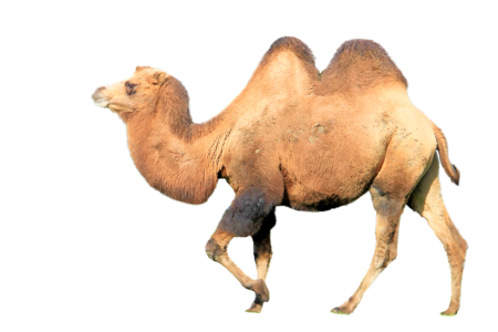 Camel animal