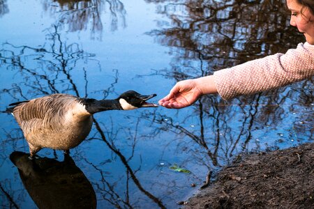 Canada goose bird