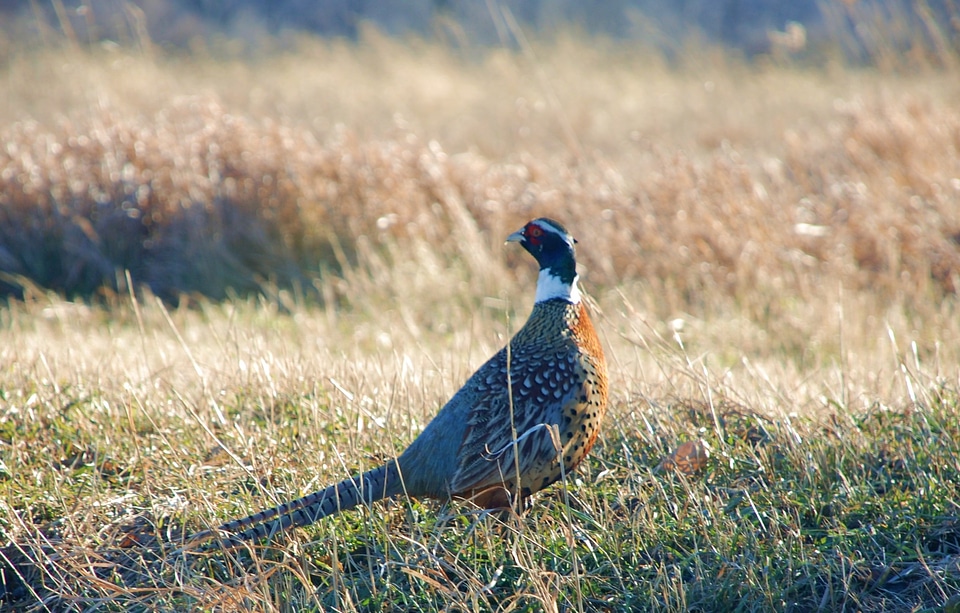 Plumage animal color