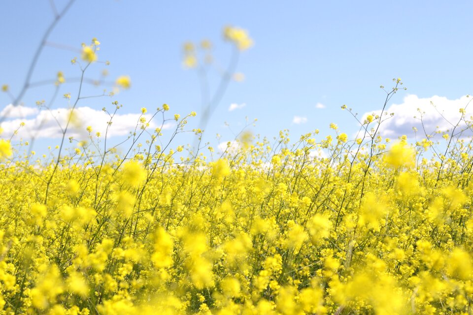 Canola flower field