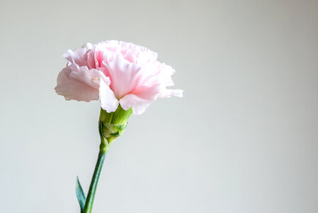 Carnation flower photo