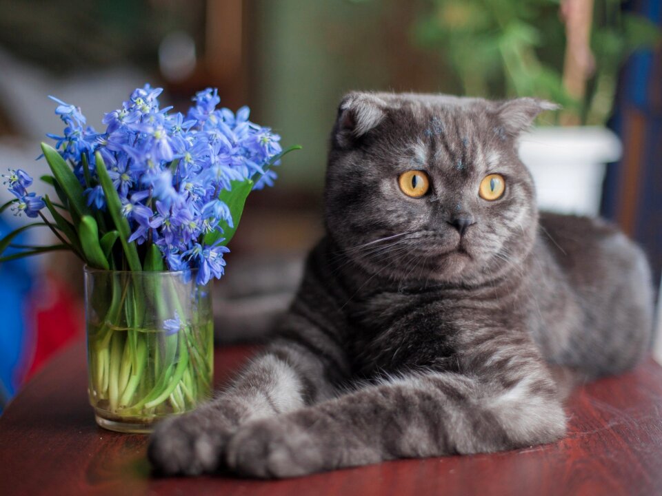 Cat animal flower