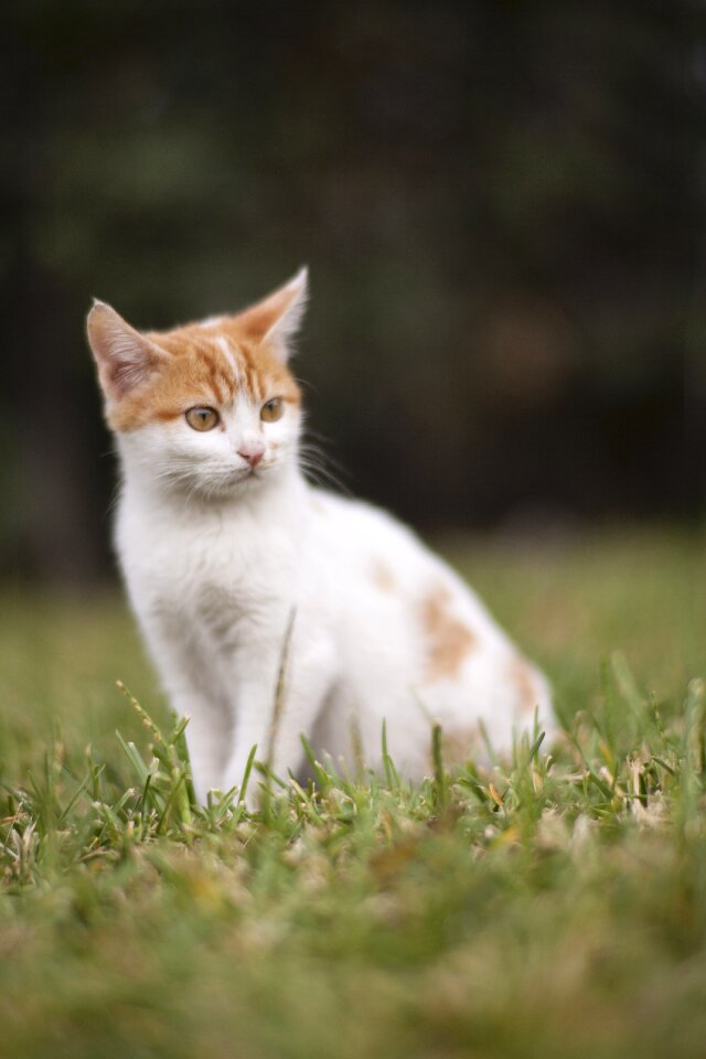 Cat animal kitten