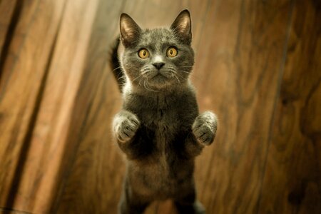 Cat animal standing