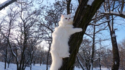 Cat animal tree climbing