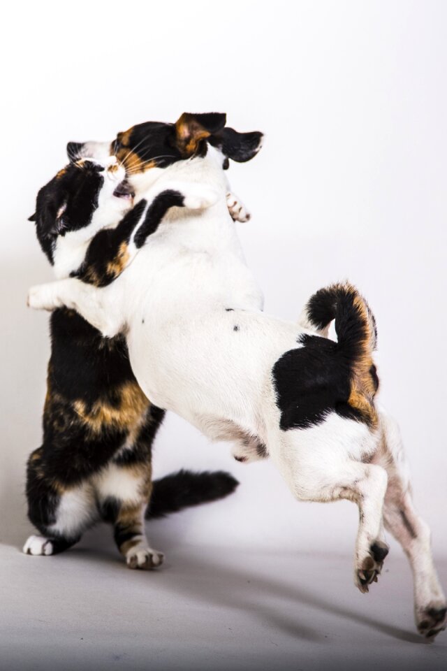 Cat dog hug