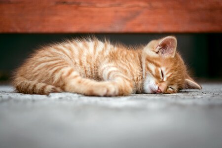Cat kitten animal sleeping