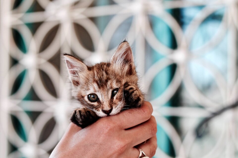 Cat kitten hand photo