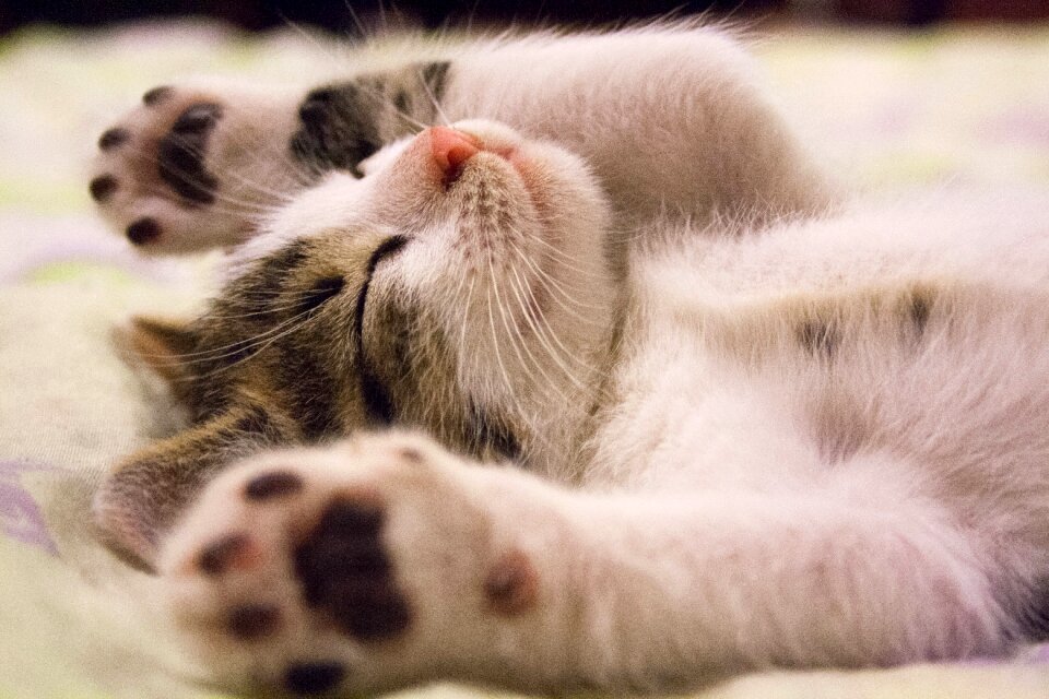 Cat kitten sleeping