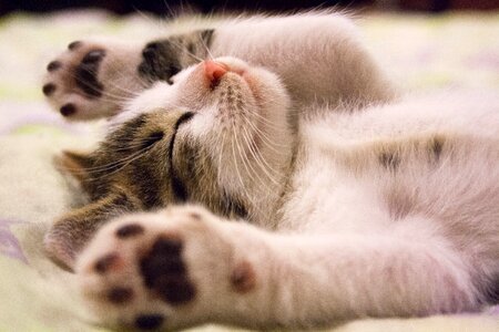 Cat kitten sleeping