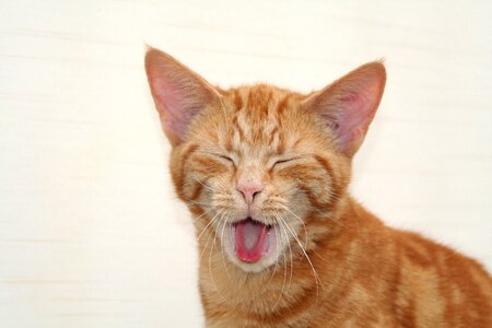 Cat kitten yawn photo