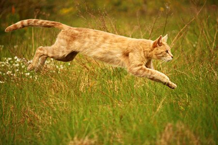 Cat running animal