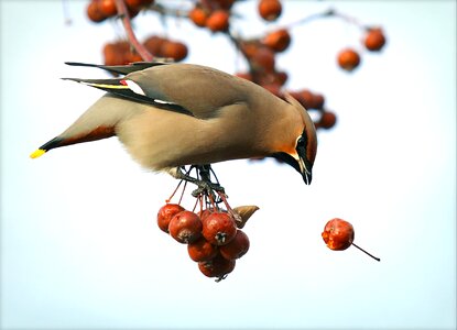 Cedar waxwing bird