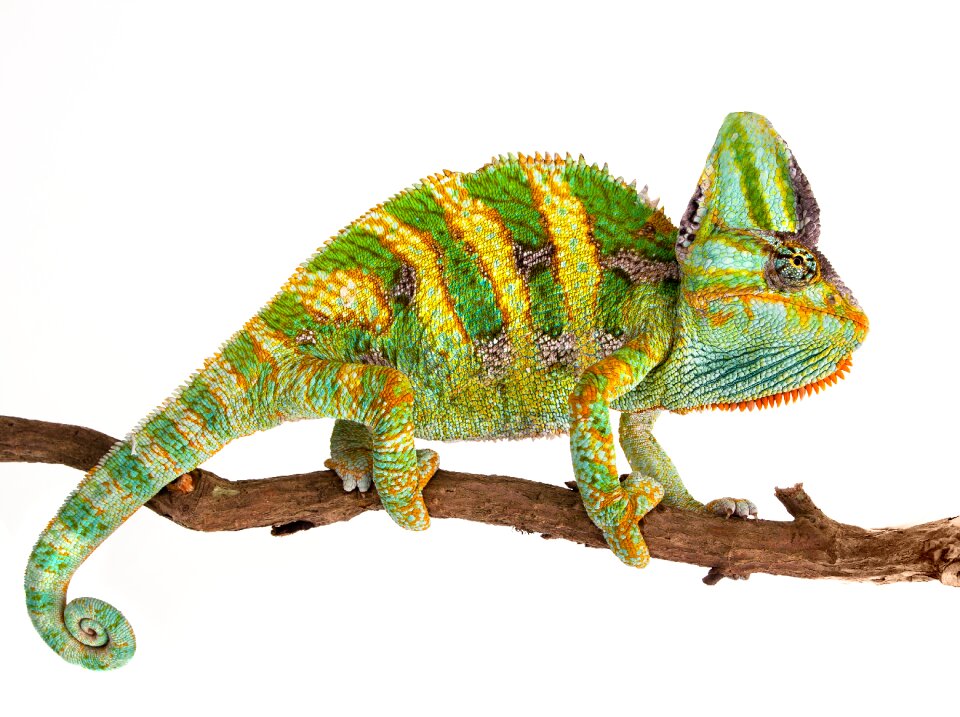 Chameleon animal photo