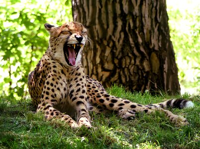 Cheetah animal yawn photo