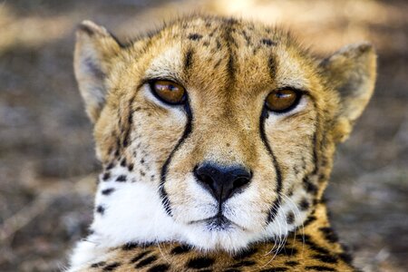 Cheetah animal