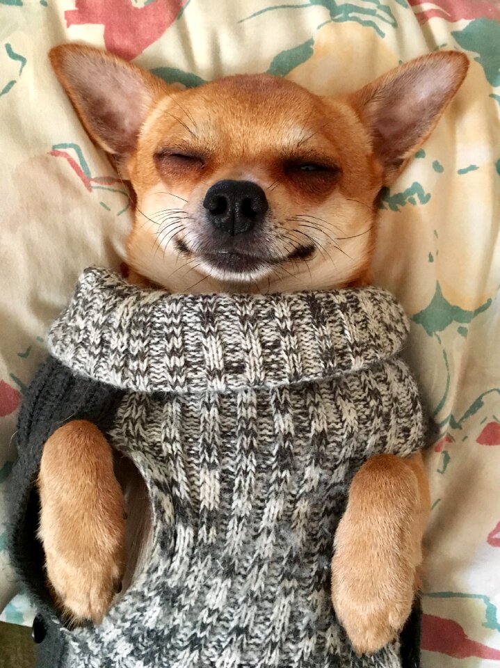 Chihuahua dog sleeping
