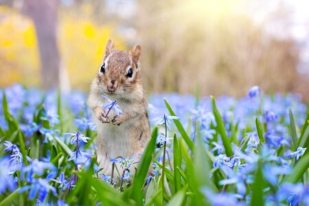 Chipmunk animal flower