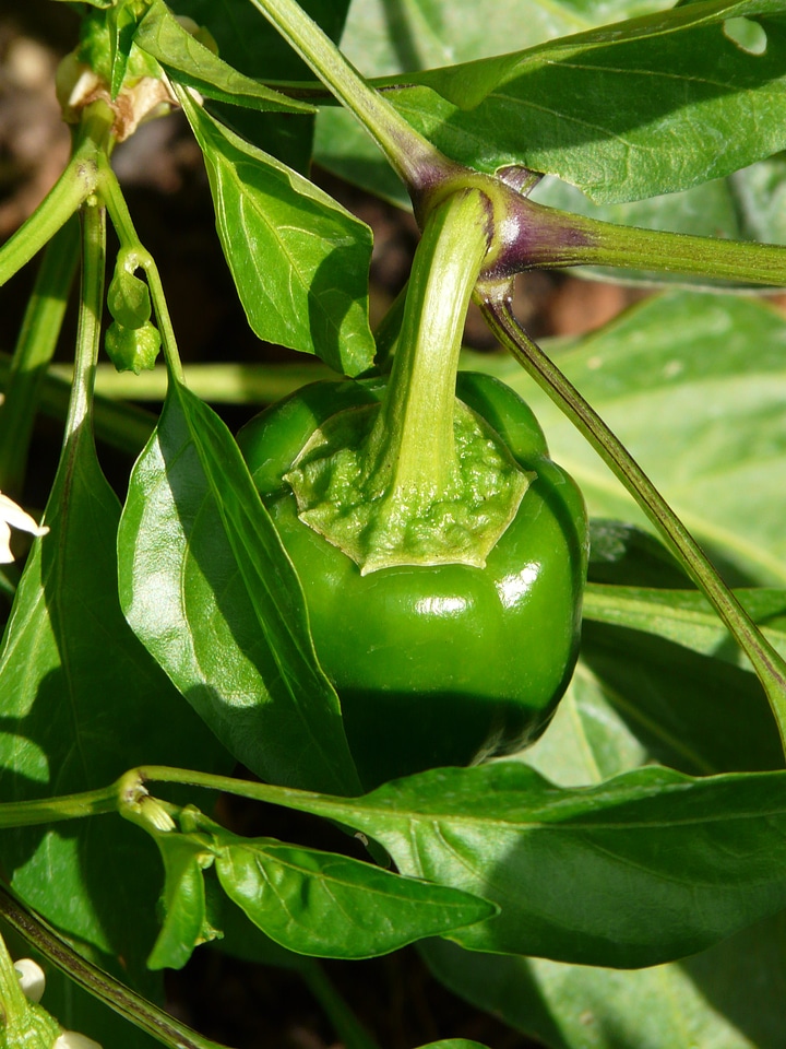Pepper harvest plant bush