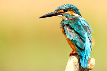 Common kingfisher bird photo