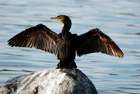 Cormorant bird photo