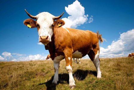 Cow cattle animal