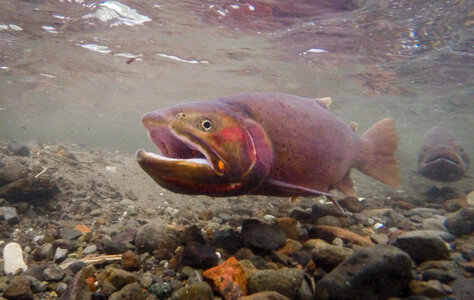 Cutthroat trout