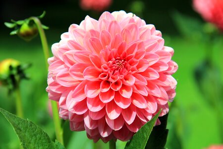 Dahlia flower photo