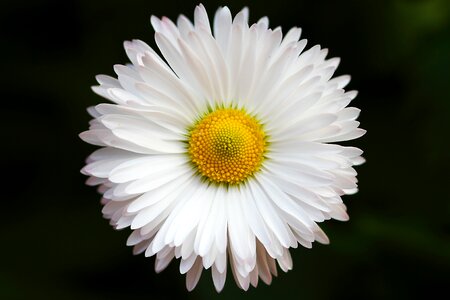 Daisy flower