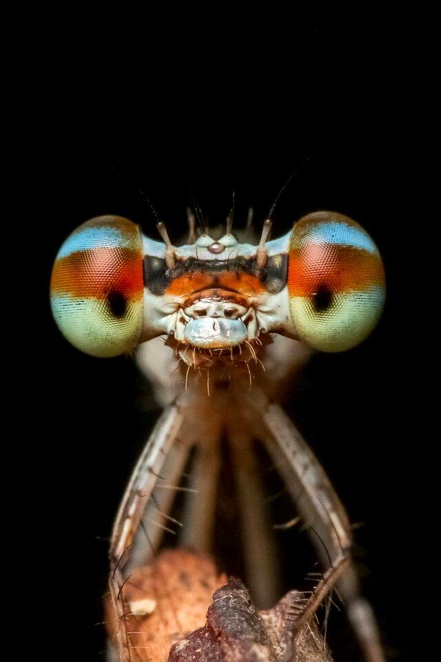 Damselfly insect