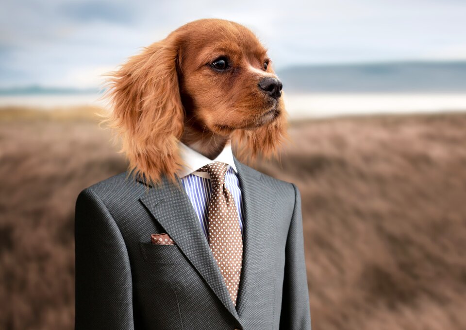 Dog businessman