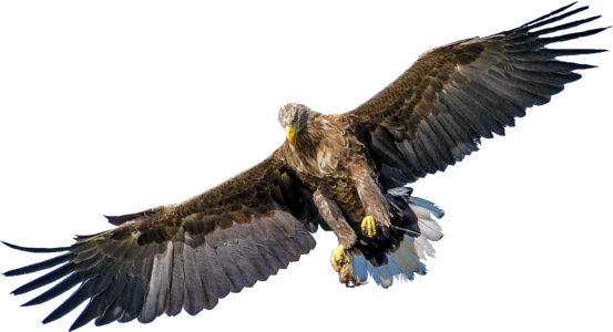 Eagle bird photo