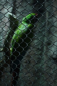 Bird captivity cage photo